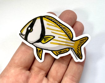 Porkfish Sticker (1) - matte vinyl sticker, Porkfish Gift, grunt, Aquarist Sticker