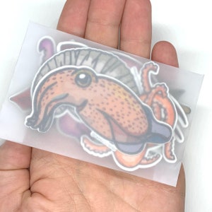 Magnet Set - 7 more Cephalopods! Vampire squid, dumbo octopus, firefly squid, giant squid, bobtail squid, common cuttlefish, paper nautilus