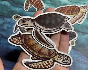 Magnet Set - 7 Sea Turtles! Loggerhead, green, hawksbill, kemps Ridley, olive Ridley, flat back, leatherback. Sea turtle gift