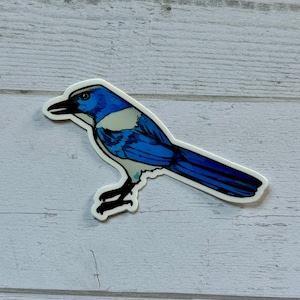 Adesivo Scrub Jay - dannati uccelli carini, adesivo per uccelli, uccello nativo della Florida, conservazione degli uccelli