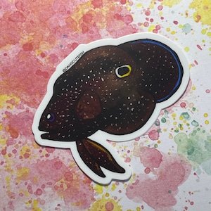 Matte coated vinyl stickers (1) - Marine betta sticker, comet sticker, comet fish sticker, reef fish sticker, dang cute fish