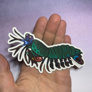 Big Peacock Mantis Shrimp Magnet - great for aquarists, marine biologists, and Ocean lovers