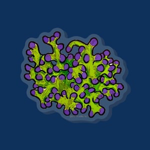 Pin de rana - pin de invertebrado, regalo para acuarista, pin de coral, Regalo de rana, Pin de acuarista, Pin de acuario, Acuario de coral