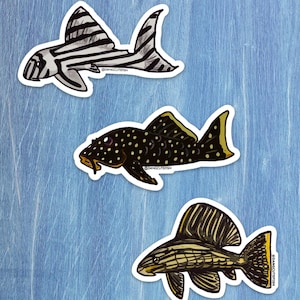 Matte coated vinyl sticker (3) - Pleco set - panque, zebra plecostomus, gold nugget pleco.