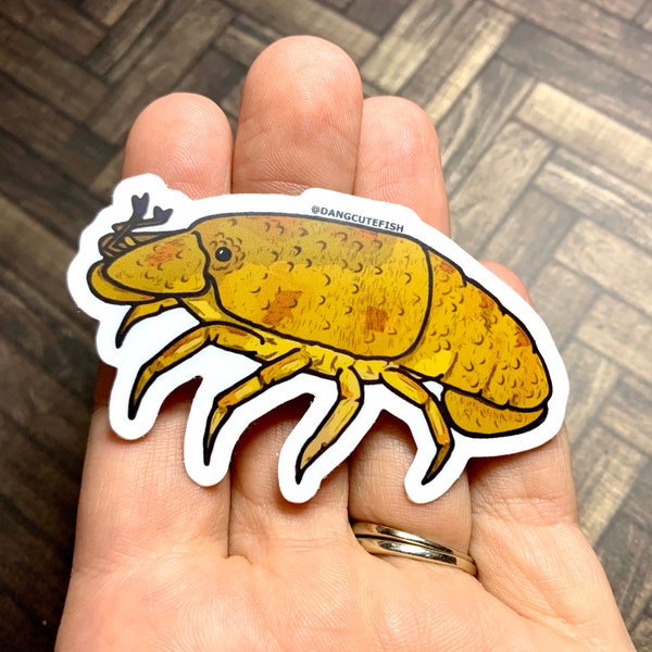 Matte coated vinyl stickers (1) - Slipper Lobster sticker, Crustacean Sticker, aquarist sticker, Invertebrate Sticker