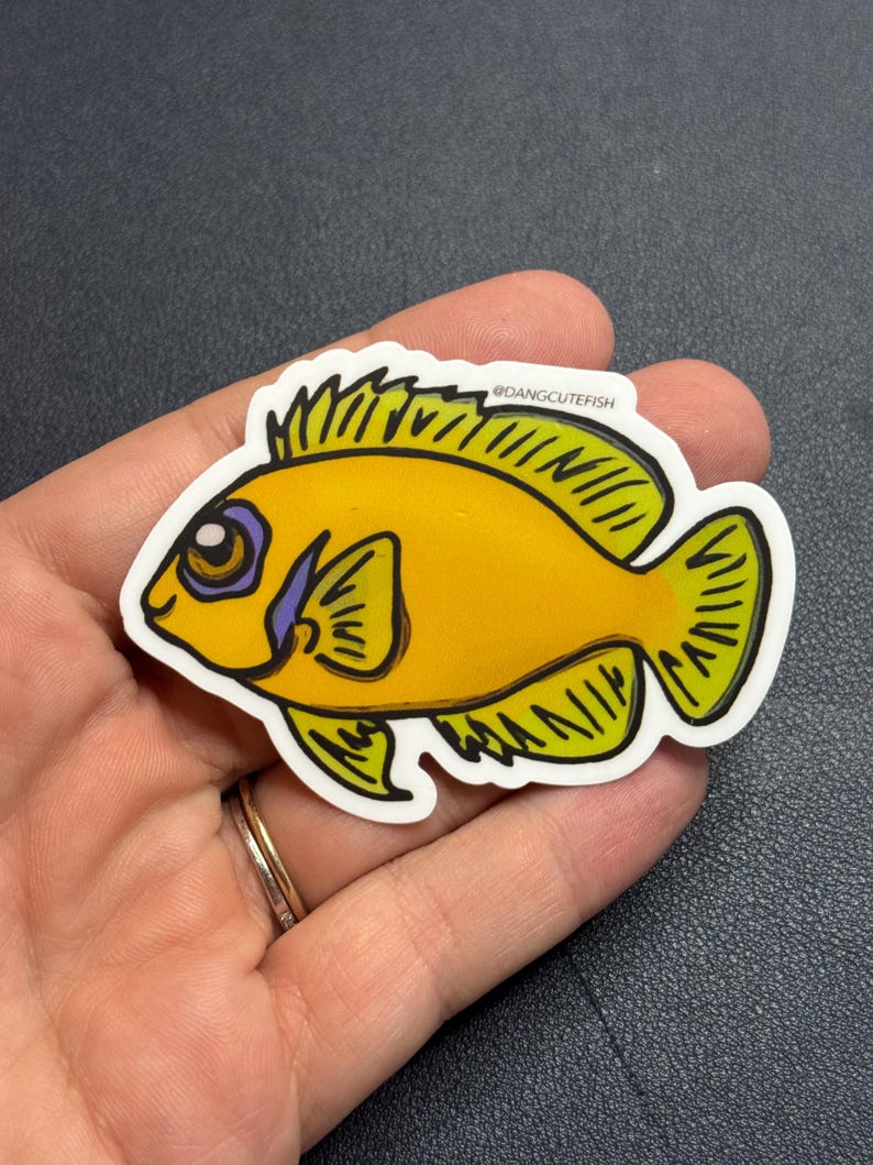 Lemon Peel Angelfish Sticker, Pygmy Angelfish Sticker, Aquarium Sticker ...