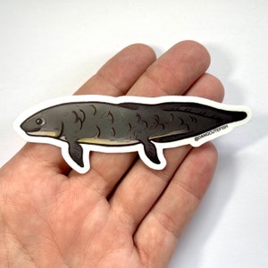 Lungfish Sticker 1 matte vinyl sticker, Aquarist Sticker, Gift, lungfish gift image 1