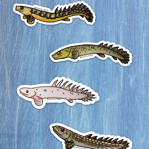 Four Bichirs Sticker Set, great for freshwater aquarists ans fish lovers!