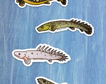 Four Bichirs Sticker Set, great for freshwater aquarists ans fish lovers!