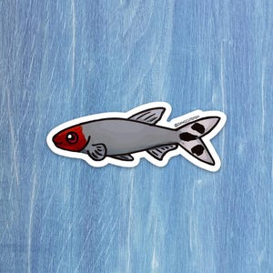 Matte coated vinyl sticker - Rummynose Tetra
