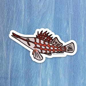 Matte coated vinyl sticker - Longnose Hawkfish Sticker, Hawkfish Gift, Aquarist Sticker, Aquarist Gift, Aquarist Swag, Aquarium Sticker