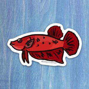 Betta sticker, betta fish sticker, betta fish gift, aquarium sticker