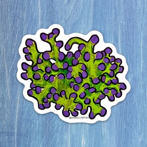 Frogspawn Coral Sticker (1) - aquarist gift, aquarist sticker, Coral sticker, coral gift