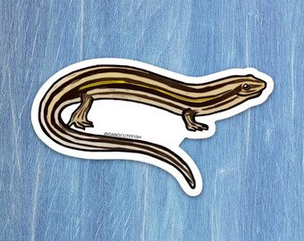 Prairie Skink Sticker, Geschenk, Aquarist, Herpetologe, Schildkröte, Reptilienpfleger, Herp, Eidechse