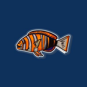 Harlequin Tuskfish Pin - fish pin, aquarist gift, tuskfish gift, aquarist pin, marine biology, aquarium