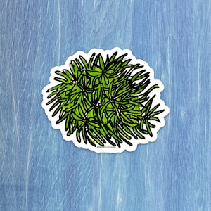 May include: A sticker featuring a green plant design with black outlines. The plant has many spiky leaves and is set against a white background. The sticker is on a light blue wooden surface. The text "@DANGCUTEFISH" is at the bottom.