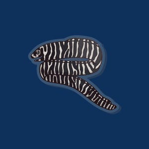 Zebra Moray Eel Pin - moray pin, aquarist gift, moray eel gift