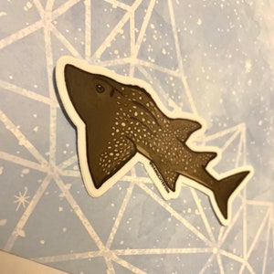 Matte coated vinyl sticker - Bowmouth Guitarfish, shark ray , elasmobranch sticker