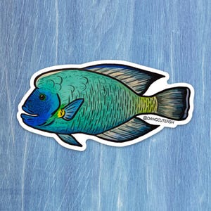 Matte coated vinyl sticker - Humphead wrasse sticker, Napolean Wrasse Sticker, Scuba Sticker, Marine Biologist, Aquarist Sticker
