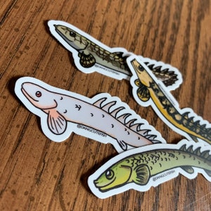 Vinyl Sticker Set - Four Bichirs, great for freshwater aquarists ans fish lovers!
