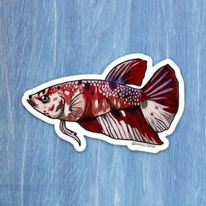 Betta sticker, betta fish sticker, betta fish gift, aquarium sticker