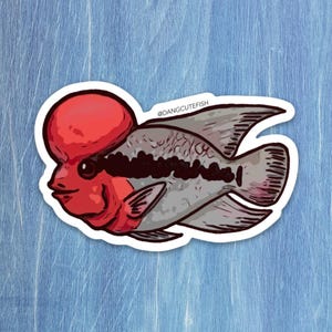 Humphead Cichlids - great gift for an aquarist, freshwater fan, or any fan of fish!