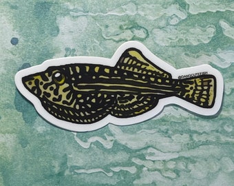 Matte coated vinyl stickers (1) - Hillstream loach sticker, loaches sticker, hillstream sticker