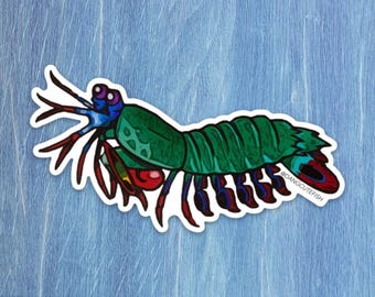 Matte coated vinyl sticker - Peacock Mantis Shrimp sticker