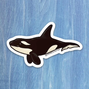 Orca sticker, Cetacean Sticker, Marine Mammal Sticker, Killer Whale