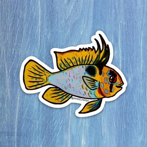 Ram Cichlid, great gift for an aquarist, fish lover, or any fan of freshwater fish!