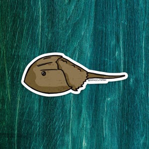 Imán de cangrejo herradura grande: ideal para acuaristas, biólogos marinos y amantes del océano.