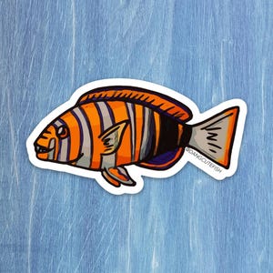 Harlequin Tuskfish Sticker, Harlequin Tuskfish gift, aquarist gift, aquarist sticker, Reef Sticker