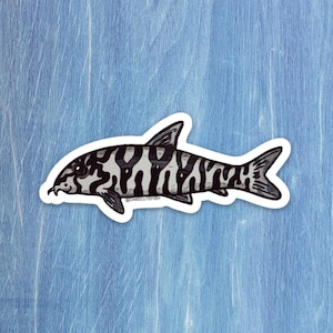 Botia loach sticker, yo yo loach sticker, freshwater aquarium, loach gift