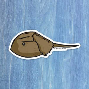 Cangrejo herradura, gran regalo para un acuarista, amante del océano o cualquier fanático de Limulus