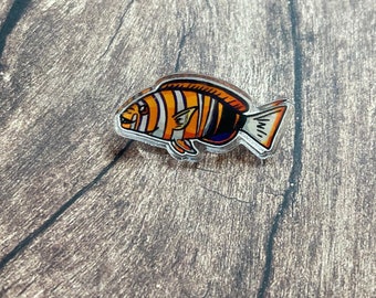 Harlequin Tuskfish Pin - fish pin, aquarist gift, tuskfish gift, aquarist pin, marine biology, aquarium