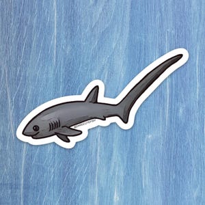 Matte coated vinyl sticker - thresher shark sticker, thresher shark gift, elasmobranch gift, elasmobranch sticker