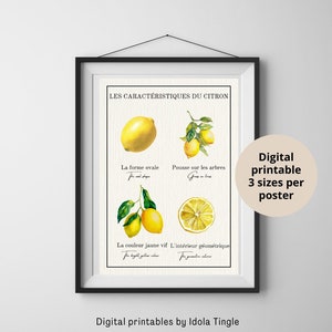 Zitronen Les Citrons Druck Wandkunst, Printables Dekor, lateinisches französisches Obst Poster, Obstmarkt Vintage Poster, botanische Kunst, digitale Kunst