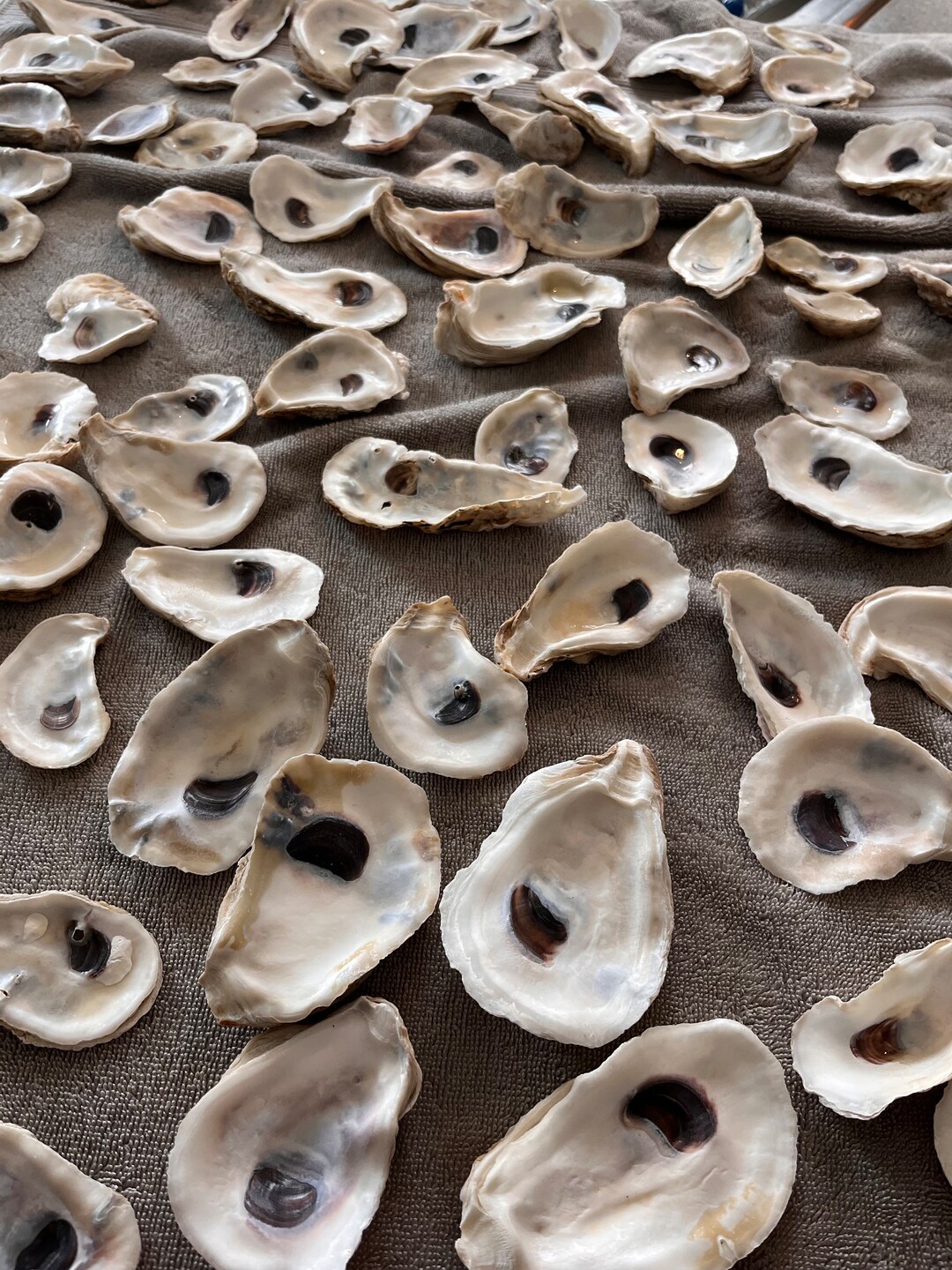BULK OYSTER Shells With FREE Shipping Etsy