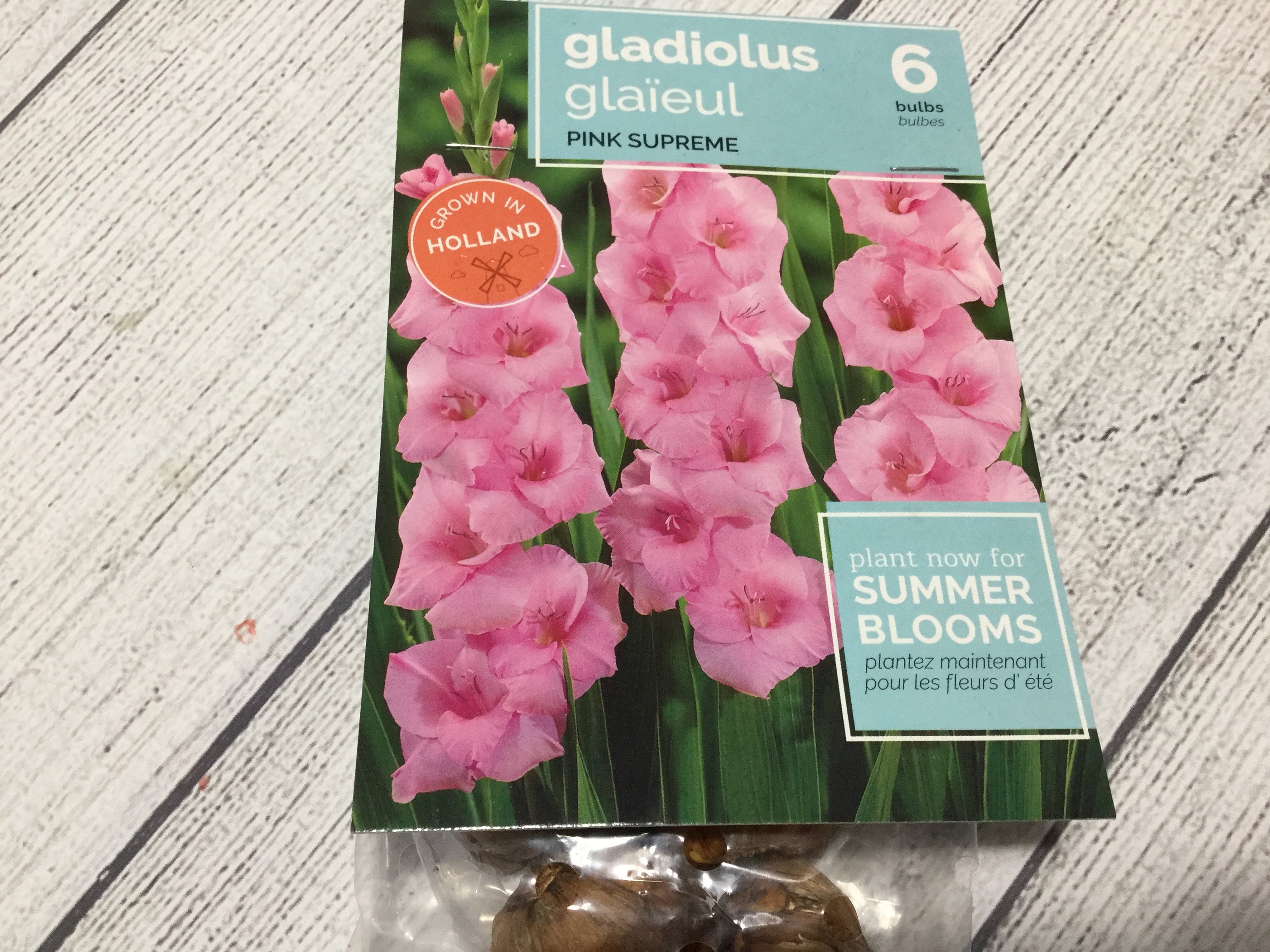 Gladiolus pink Supreme 6 Bulbs 