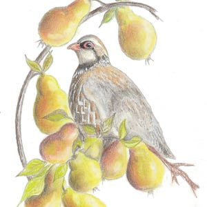 Partridge in a Pear Tree Wrapping Paper. Wrapping Paper With a ...
