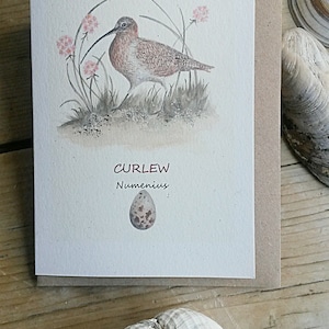 May include: A watercolor illustration of a curlew bird with a long, curved beak, standing on a bed of grass with pink flowers. The text "CURLEW Numenius" is written below the bird, and a speckled egg is below the text.