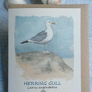 Herring Gull and egg card. Seagull card. Hand painted seagull. British bird. Bird card. Recycled card. Seaside. Coastal. Nautical