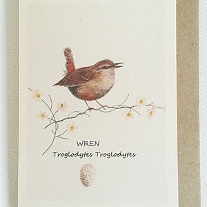 Carte Wren. Troglodyte avec son œuf et son nom scientifique imprimés sur une carte recyclée avec une enveloppe recyclée. Oiseau britannique. Cadeau de Troglody. Wren présent
