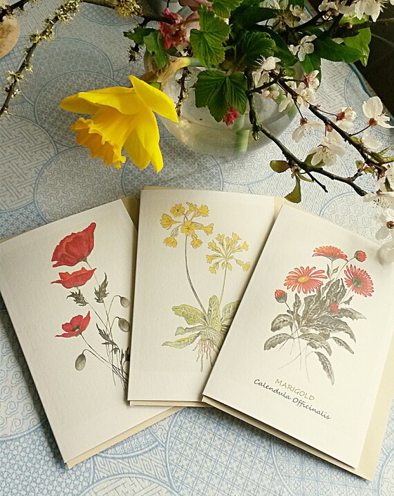 flower cards flower cards with name and scientific name etsy paper flower scientific name