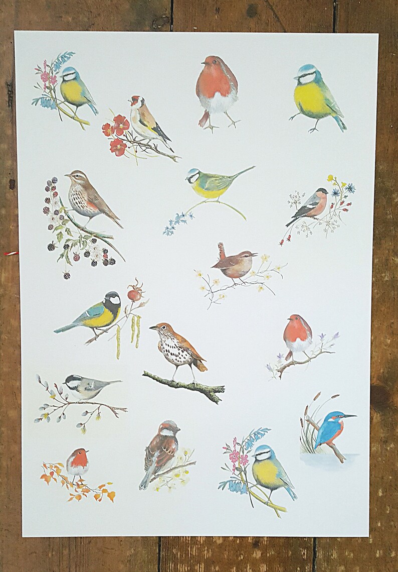 K&ouml;nnte beinhalten: Ein wei&szlig;er Hintergrund mit einer Vielzahl von bunten V&ouml;geln, die darauf gemalt sind. Die V&ouml;gel sind alle verschiedenen Arten und werden in verschiedenen Posen dargestellt, wie z. B. fliegend, auf &Auml;sten sitzend und singend. Die V&ouml;gel sind in einem realistischen Stil gemalt, mit detaillierten Federn und Schn&auml;beln.