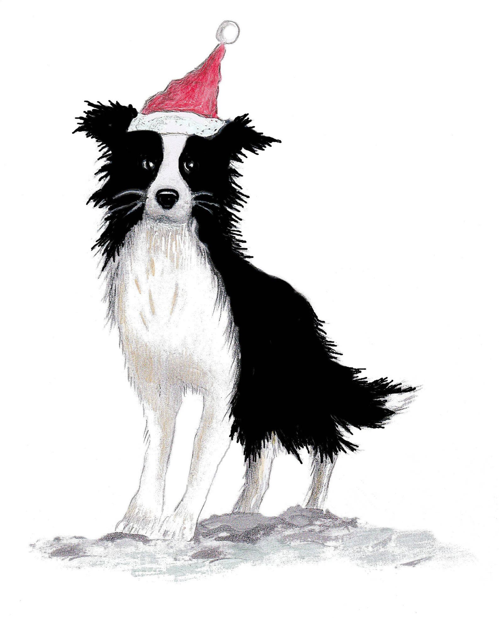 Explosive essay border collie 07 image