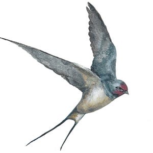 Swallow card. Originally hand painted watercolour. Swallow watercolour. Bird card. Card with a swallow. bird card. bird painting. image 2