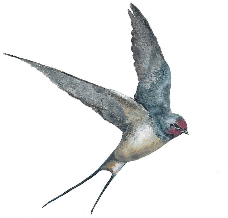 Swallow card. Originally hand painted watercolour. Swallow watercolour. Bird card. Card with a swallow. bird card. bird painting. image 2