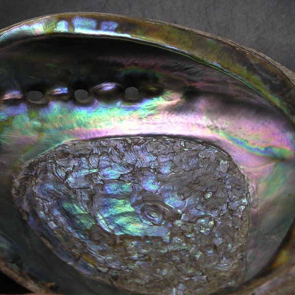 Nautical Decor -  Large 6" Blue & Green Abalone Shell Trinket Dish, Smudging Bowl