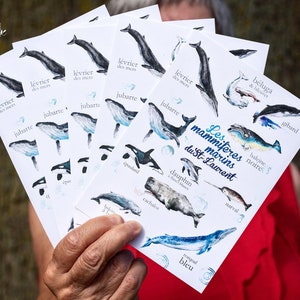 Carte postale baleines mammifères marins du St-Laurent pour enfant ou adulte